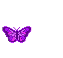 ButterflyPurple-1