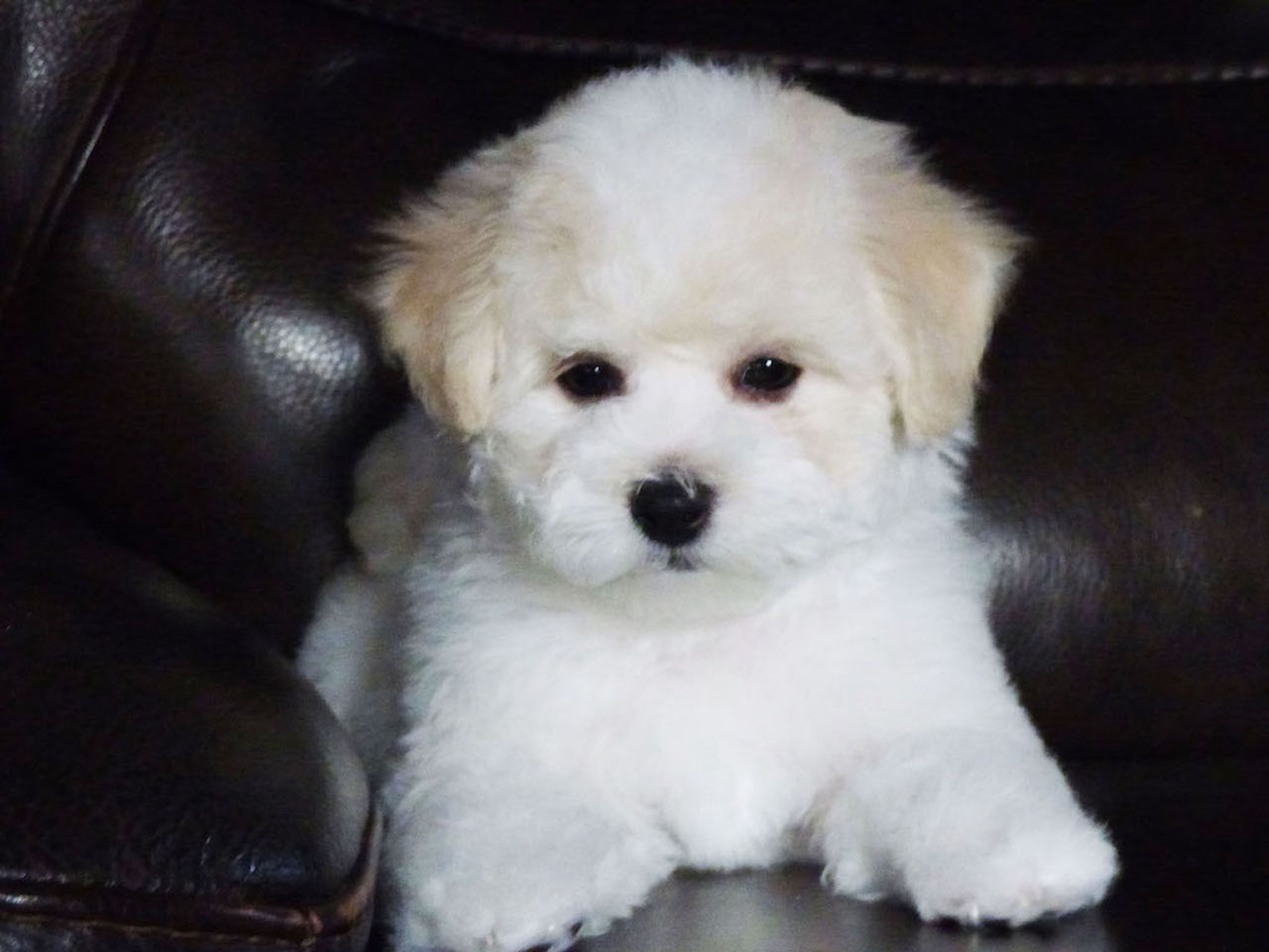 Bichons Frise Puppies for Sale