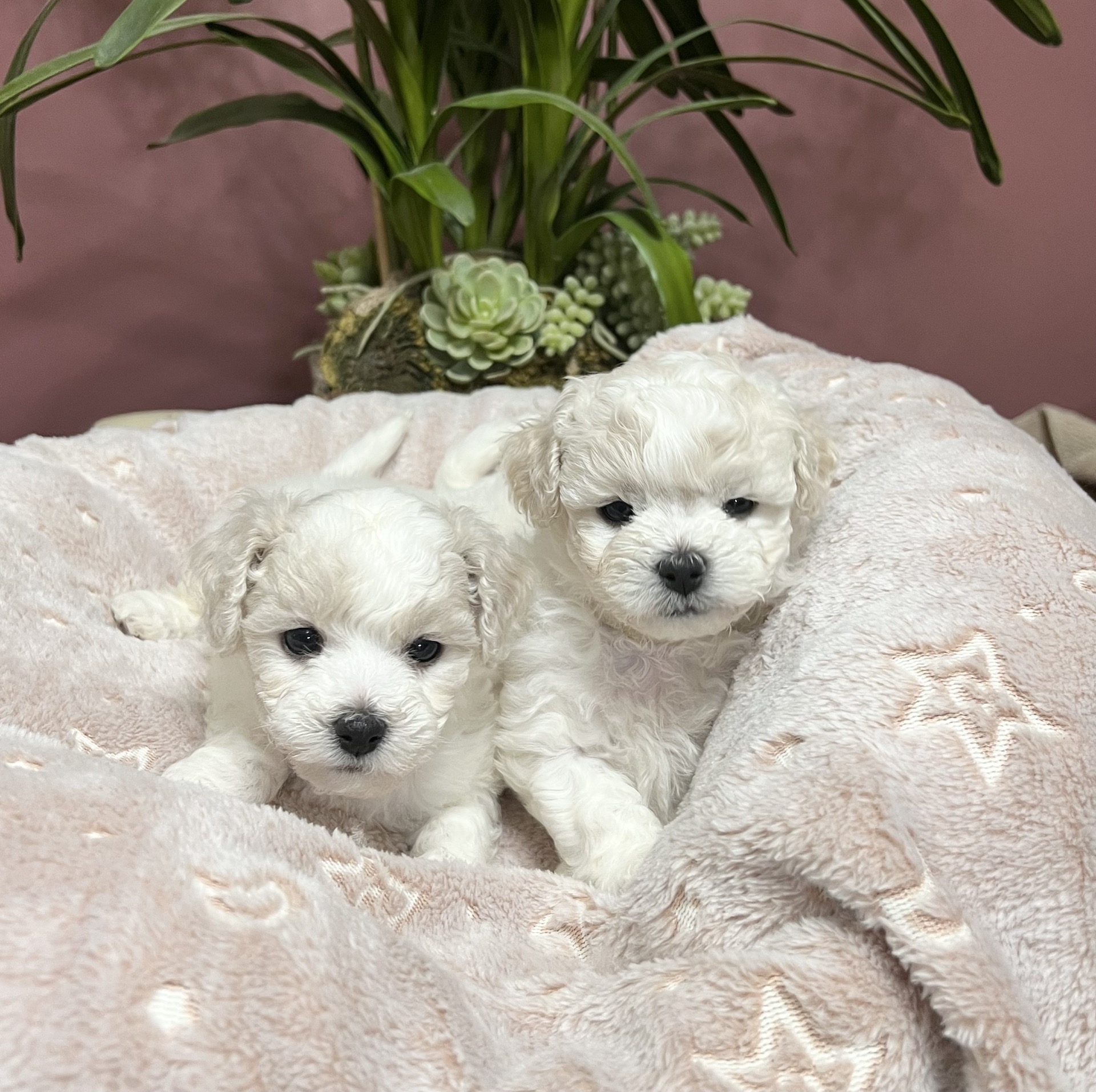 Two Bichon Female Puppies