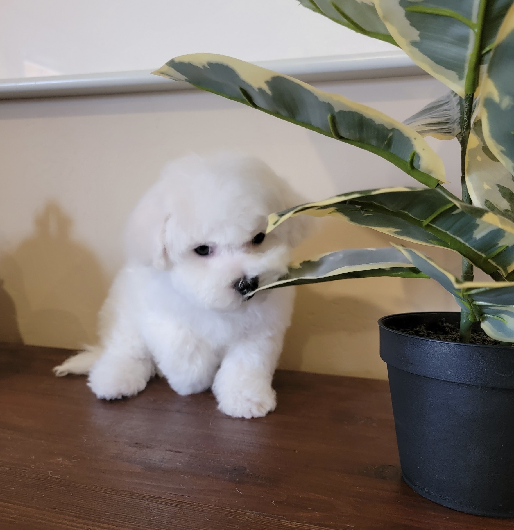 Akc bichon frise puppies hotsell for sale