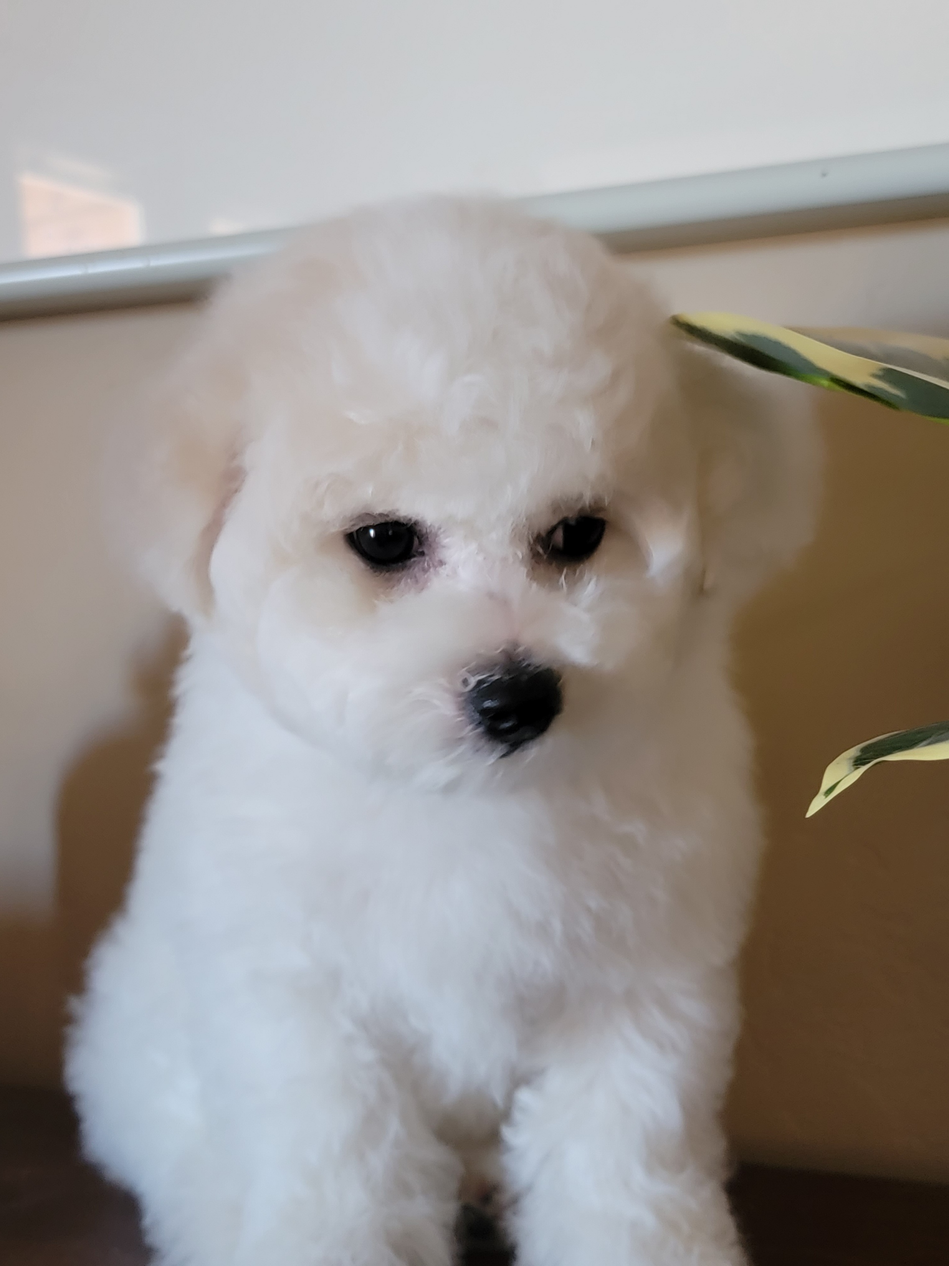 Akc store bichon breeders